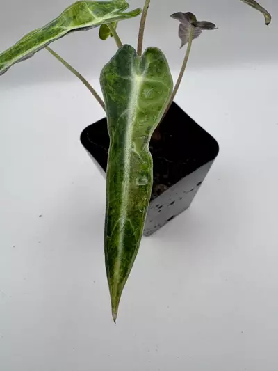 plant/Alocasia Bambino Aurea varigated  0485-2-thumbnail