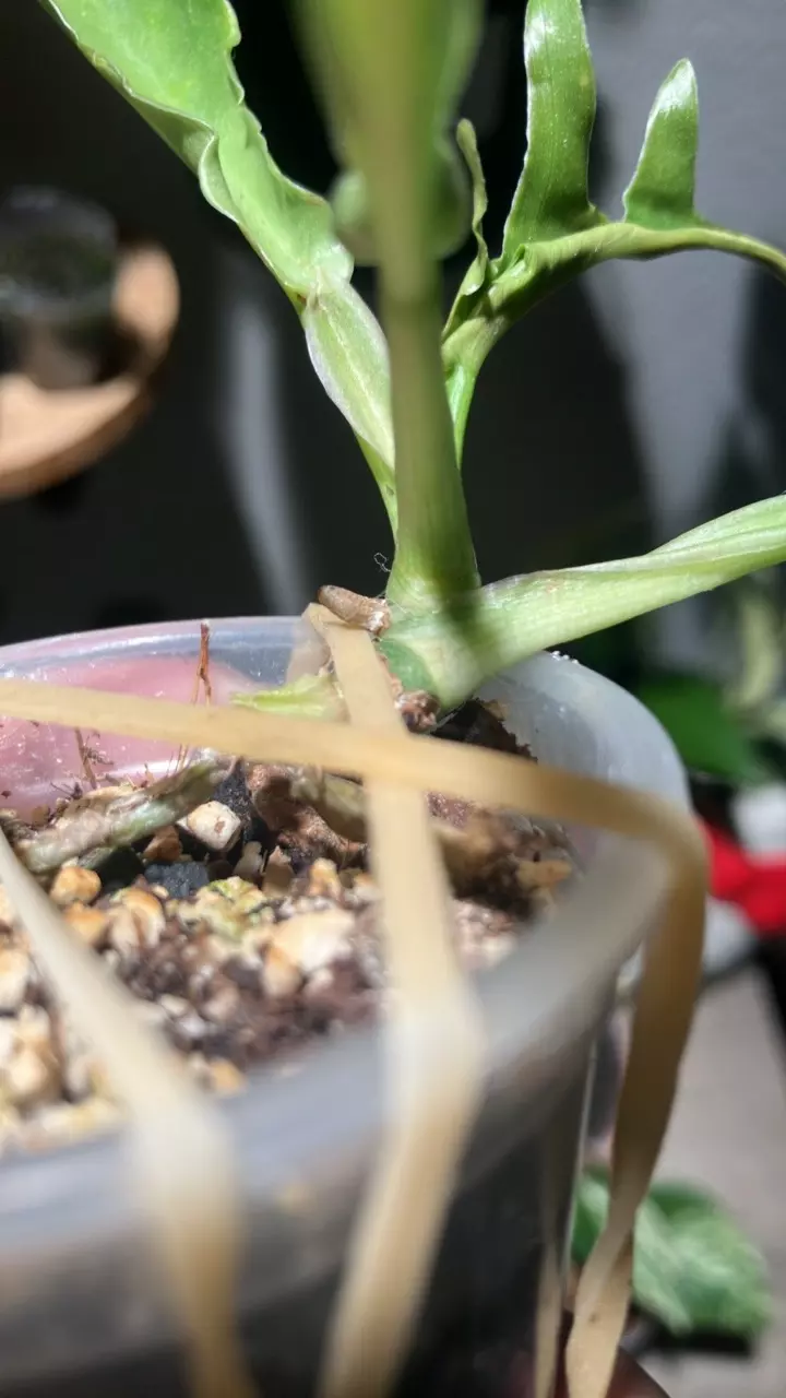 plant/Philodendron tortum-1