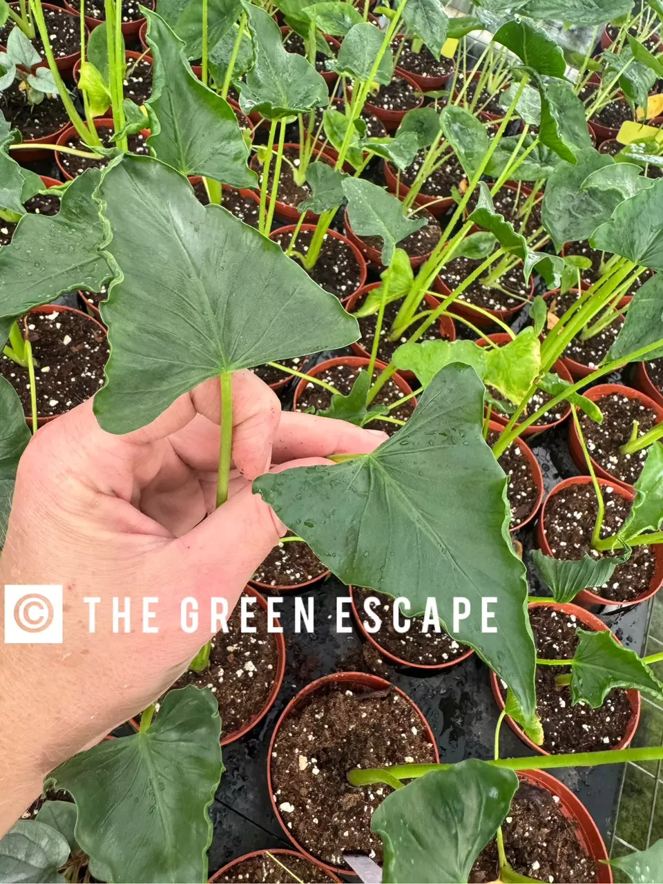 plant/Alocasia shock treatment 4” pot growers choice-0