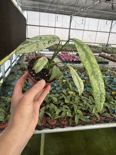 plant/Epipremnum Giganteum tricolor 4” pot growers choice-2-thumbnail