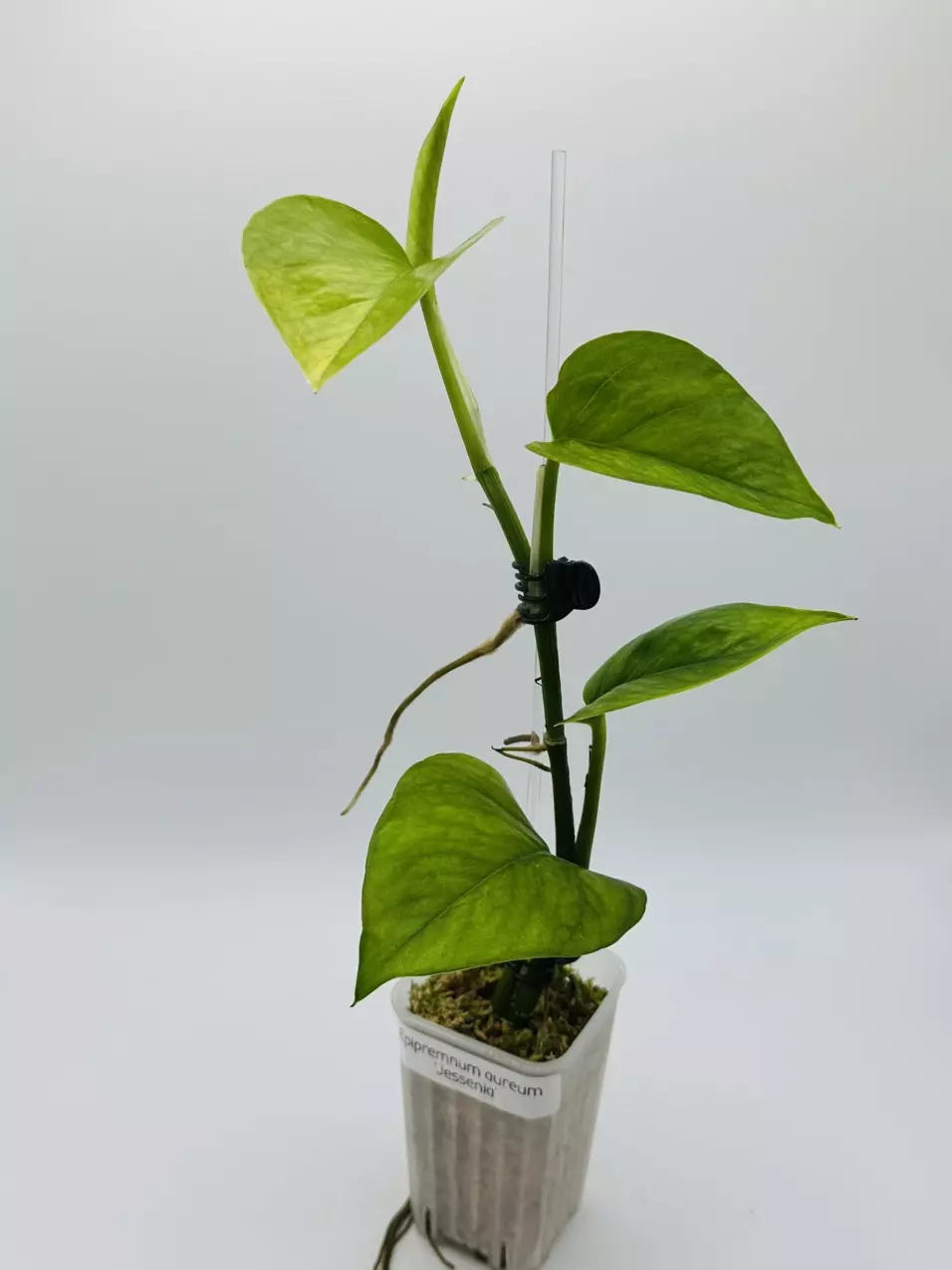 plant/Epipremnum aureum ‘Jessenia’-0