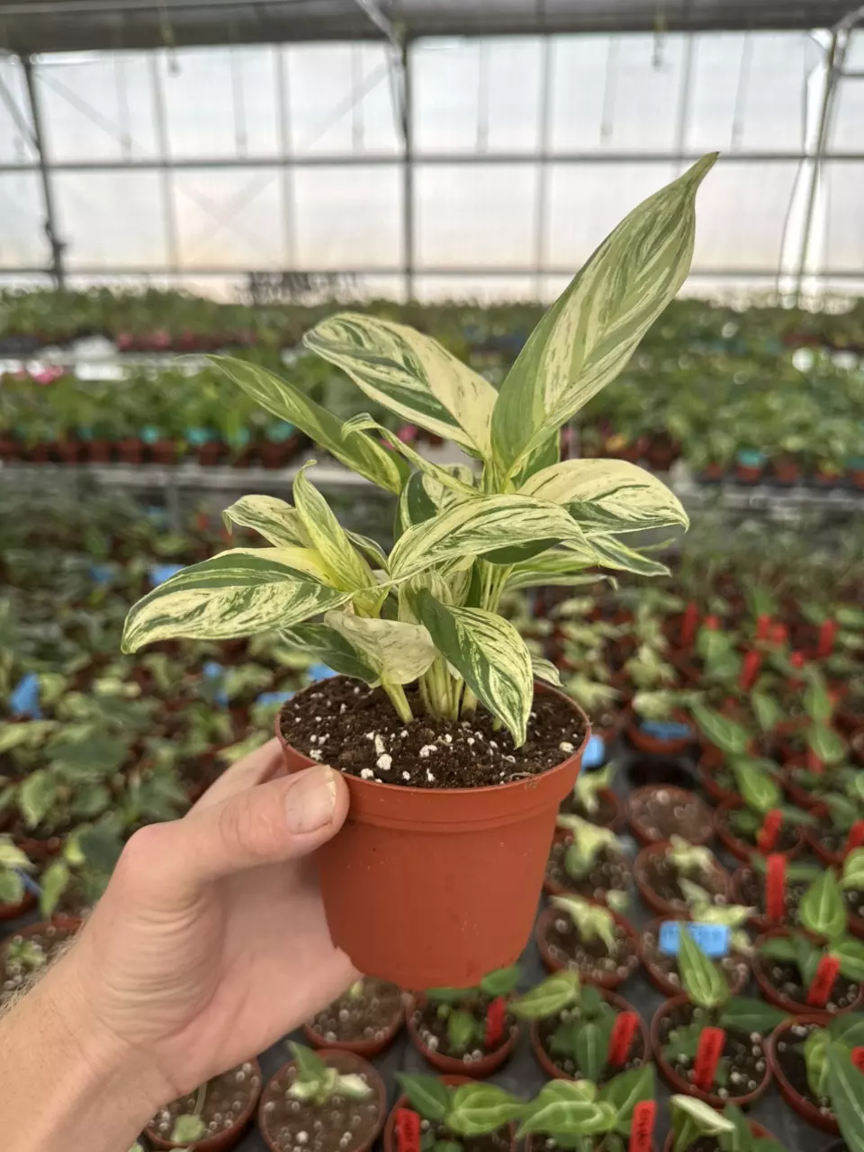 plant/Stachyphrenum repens variegated 4” pot growers choice-6