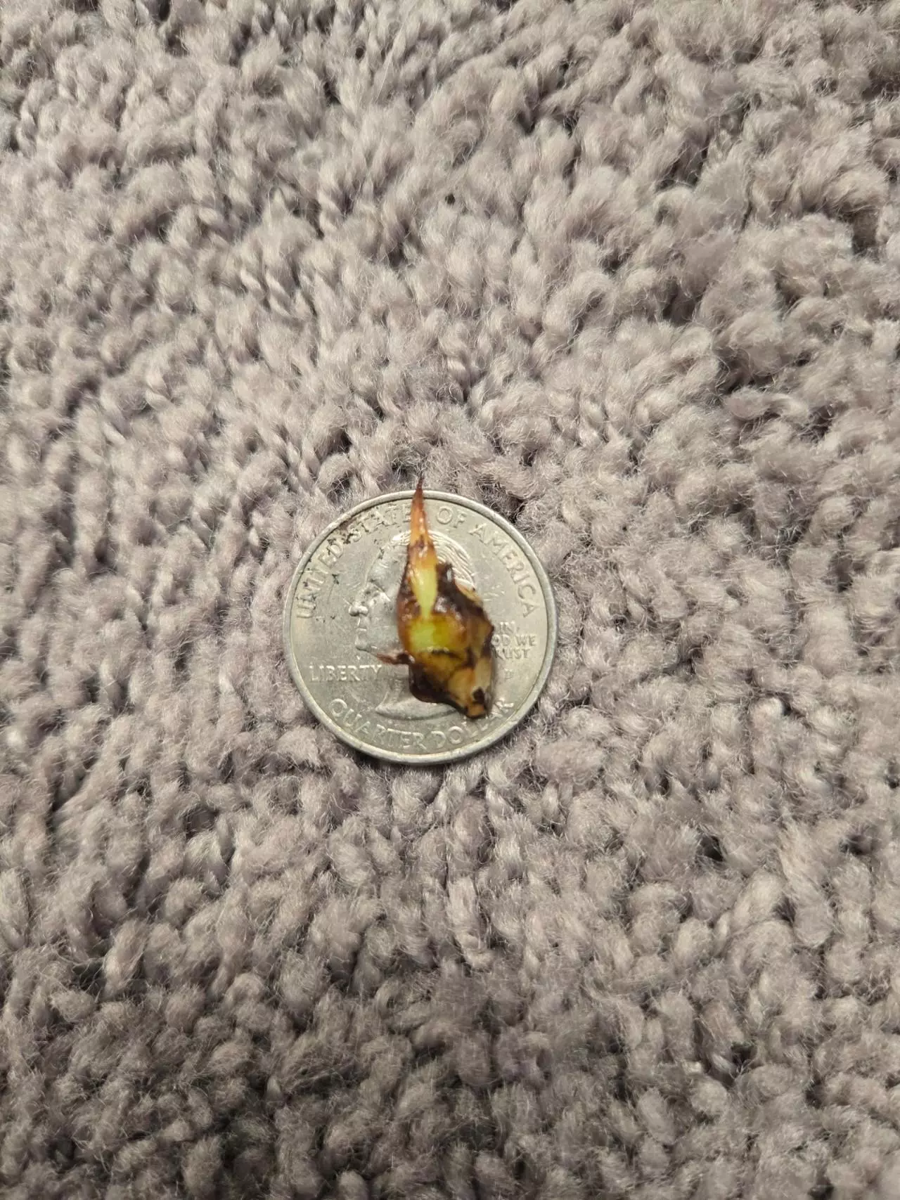 plant/alocasia dragon scale albo corm-1