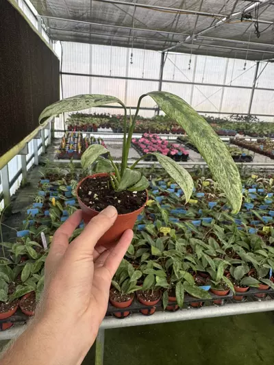 plant/Epipremnum Giganteum tricolor 4” pot growers choice-5-thumbnail