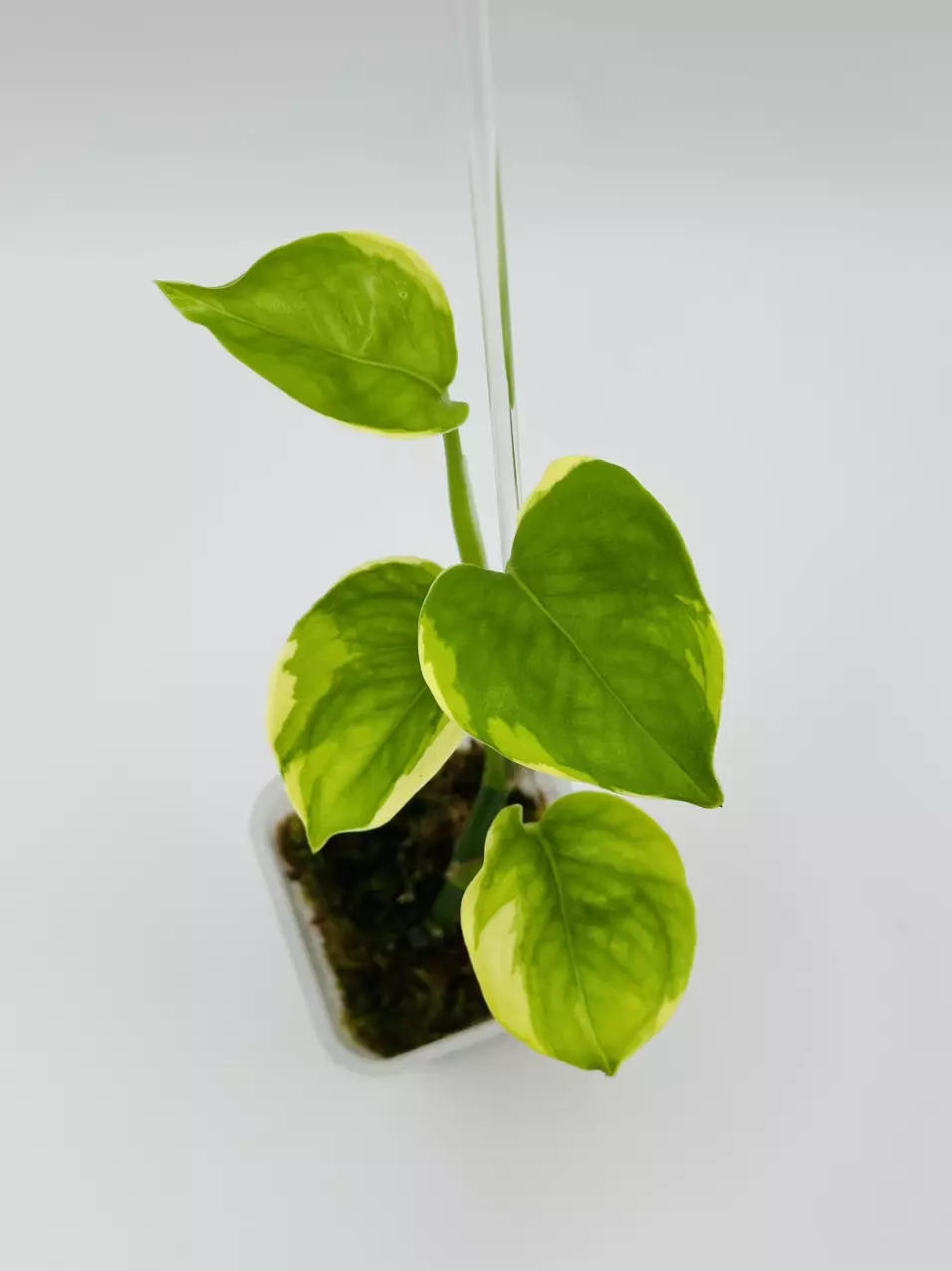plant/Epipremnum aureum ‘Manjula Poonsin’ — sat a bit close to the light 🫠-0