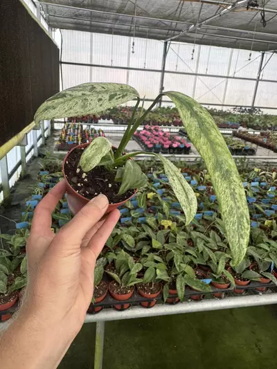 plant/Epipremnum Giganteum tricolor 4” pot growers choice-3-thumbnail