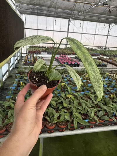 plant/Epipremnum Giganteum tricolor 4” pot growers choice-4-thumbnail