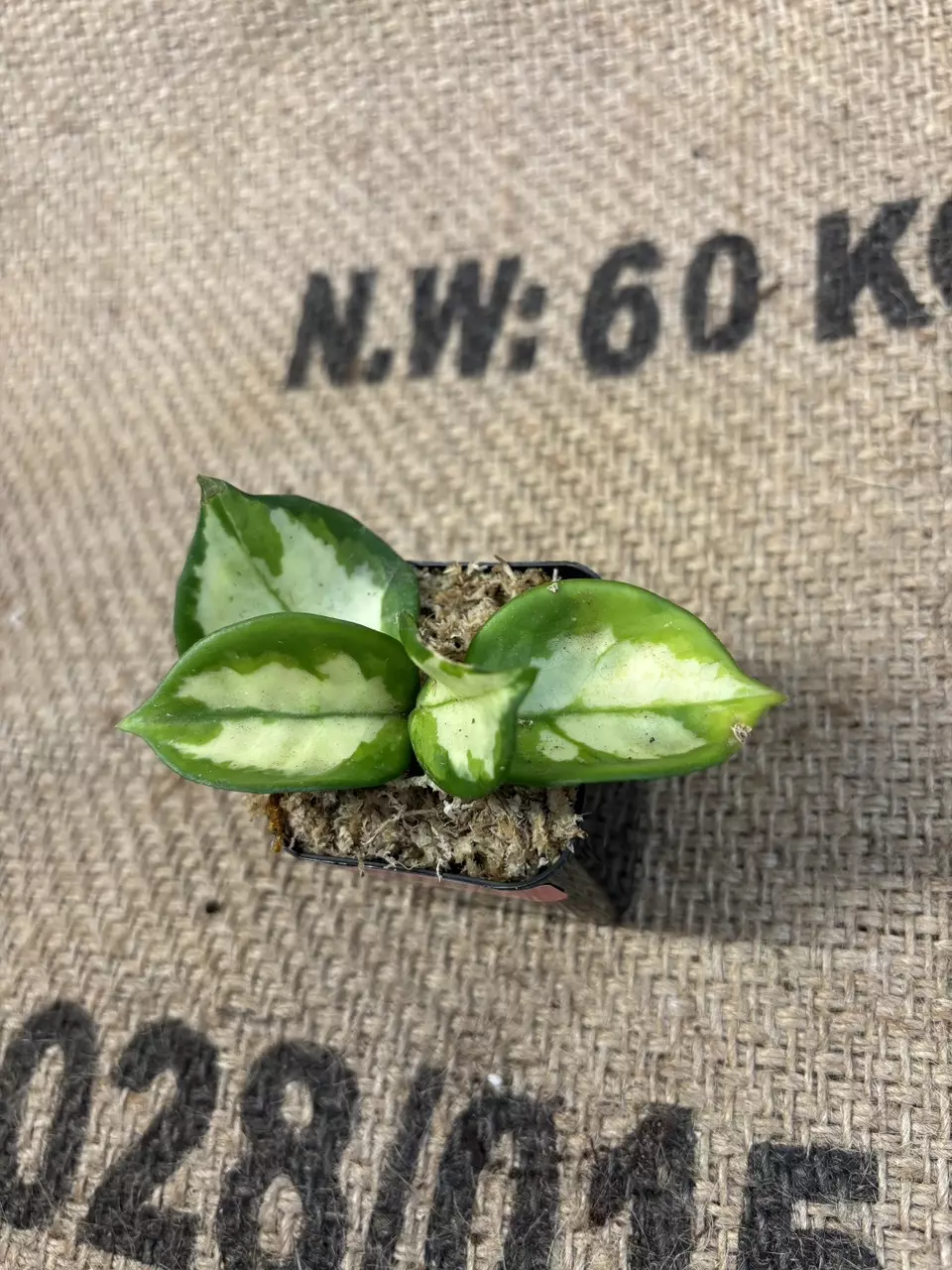 plant/Hoya Krimson Princess-2