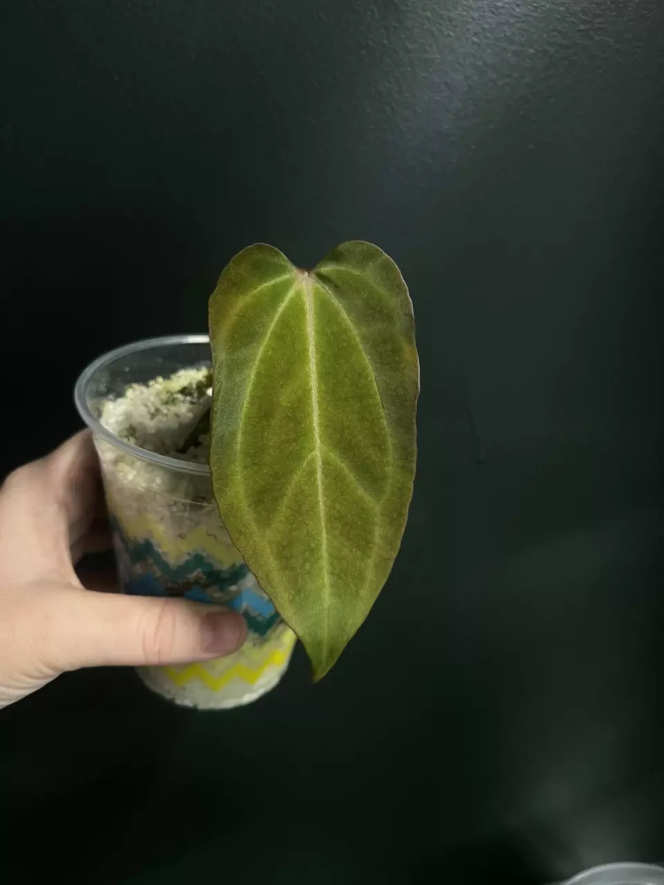 plant/Hold for Kaitlyn-1