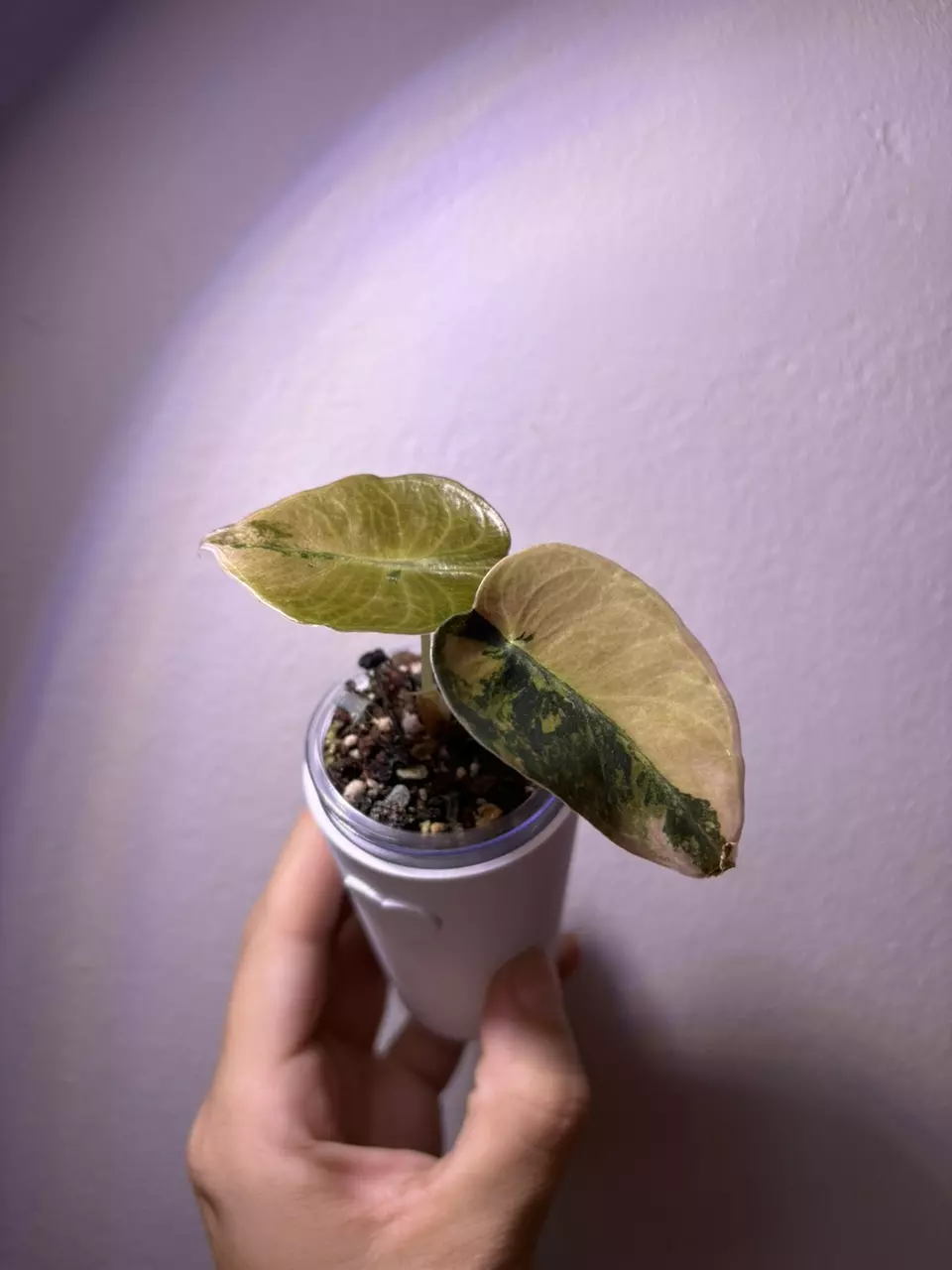 plant/✨Alocasia Sedenii Aurea/Latte✨-3