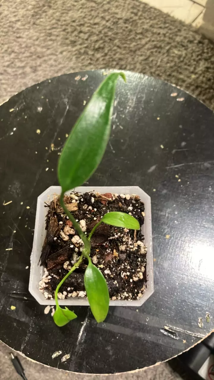 plant/Monstera BurleMarx Flame-0