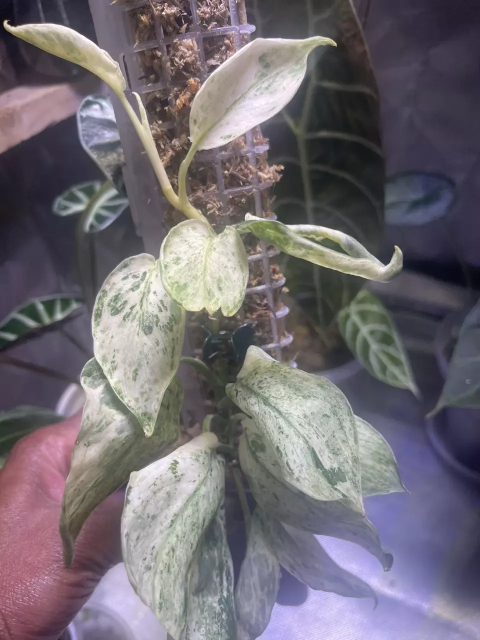 plant/Scindapsus Jade Satin Marble-3