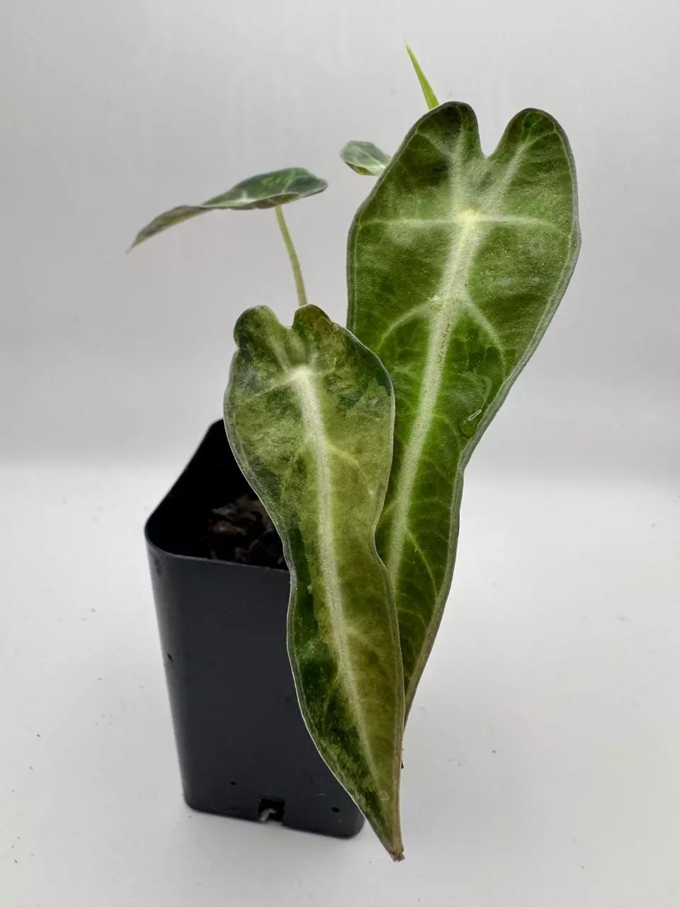 plant/Alocasia Bambino Aurea varigated  0485-1