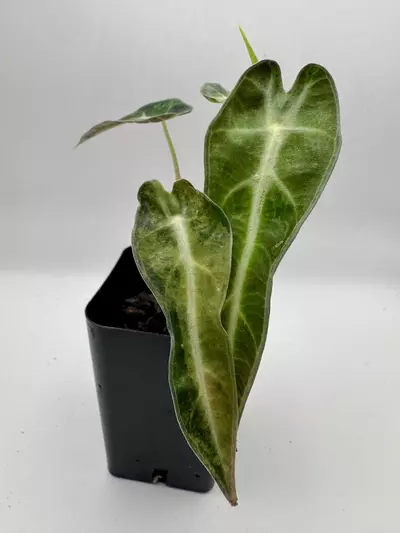 plant/Alocasia Bambino Aurea varigated  0485-1-thumbnail