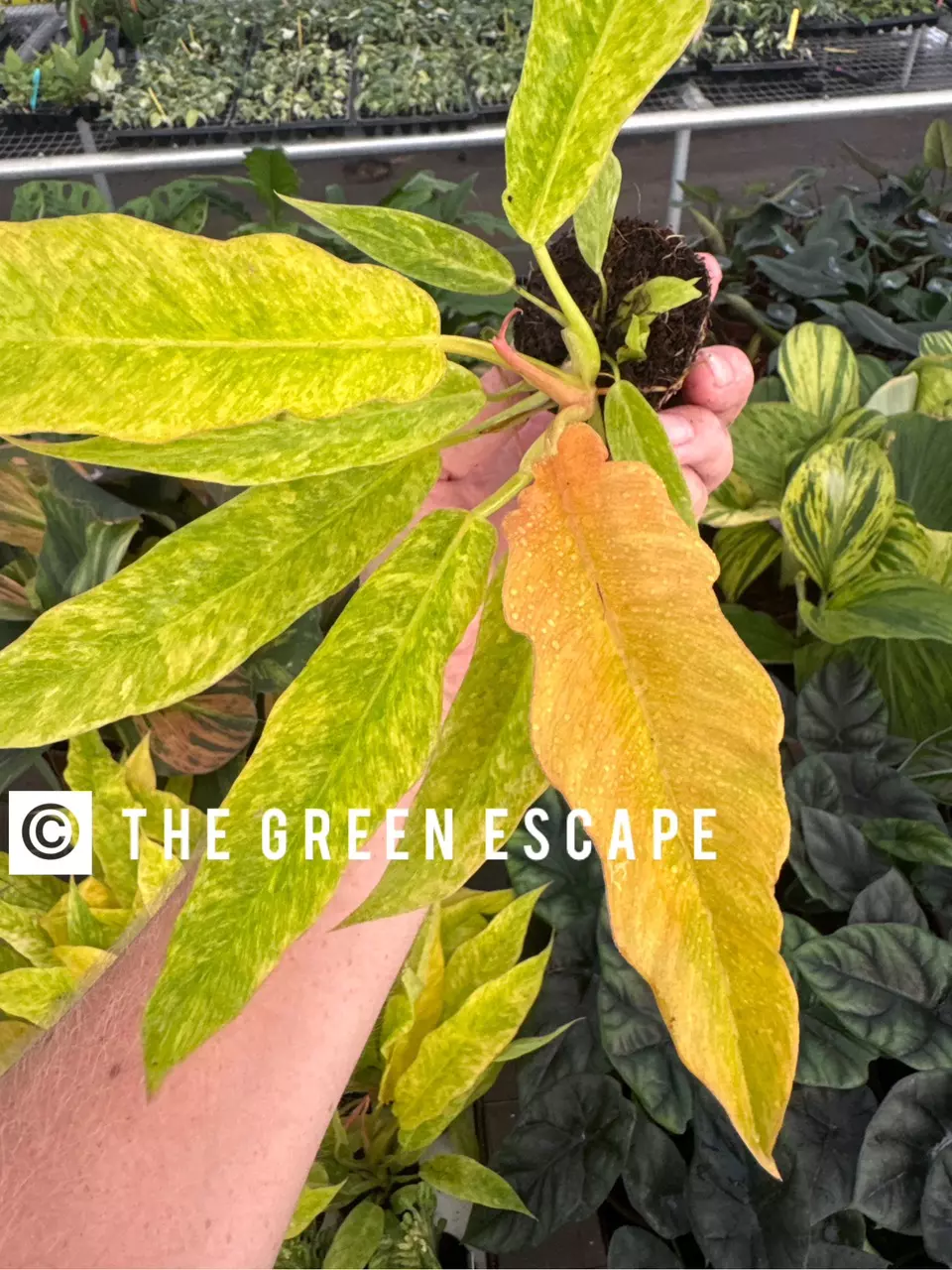 plant/Variegated philodendron golden serratum marble starter plant growers choice-0