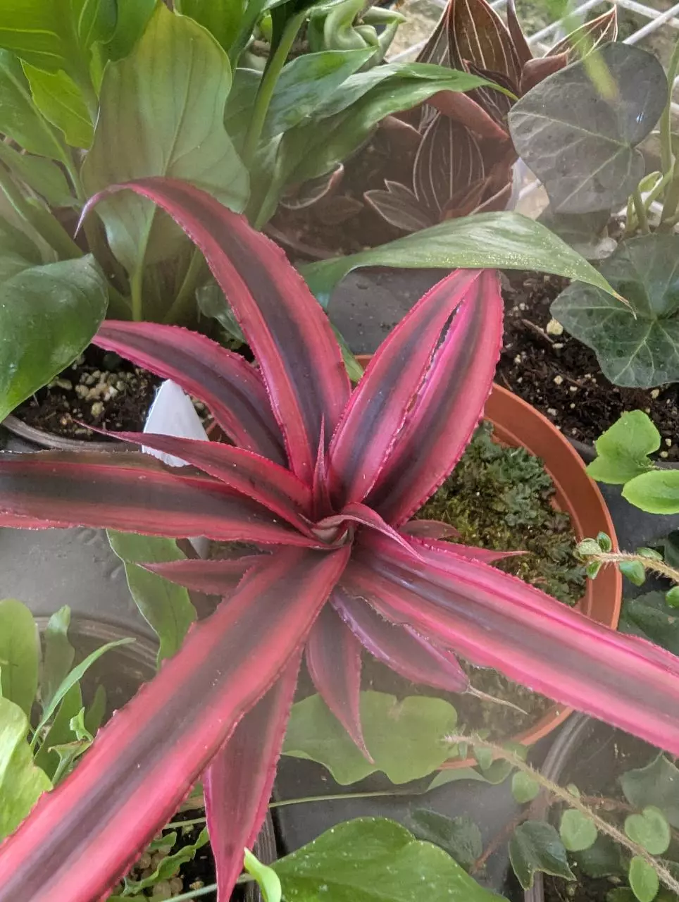 plant/Red Earthstar Bromeliad 4”-0