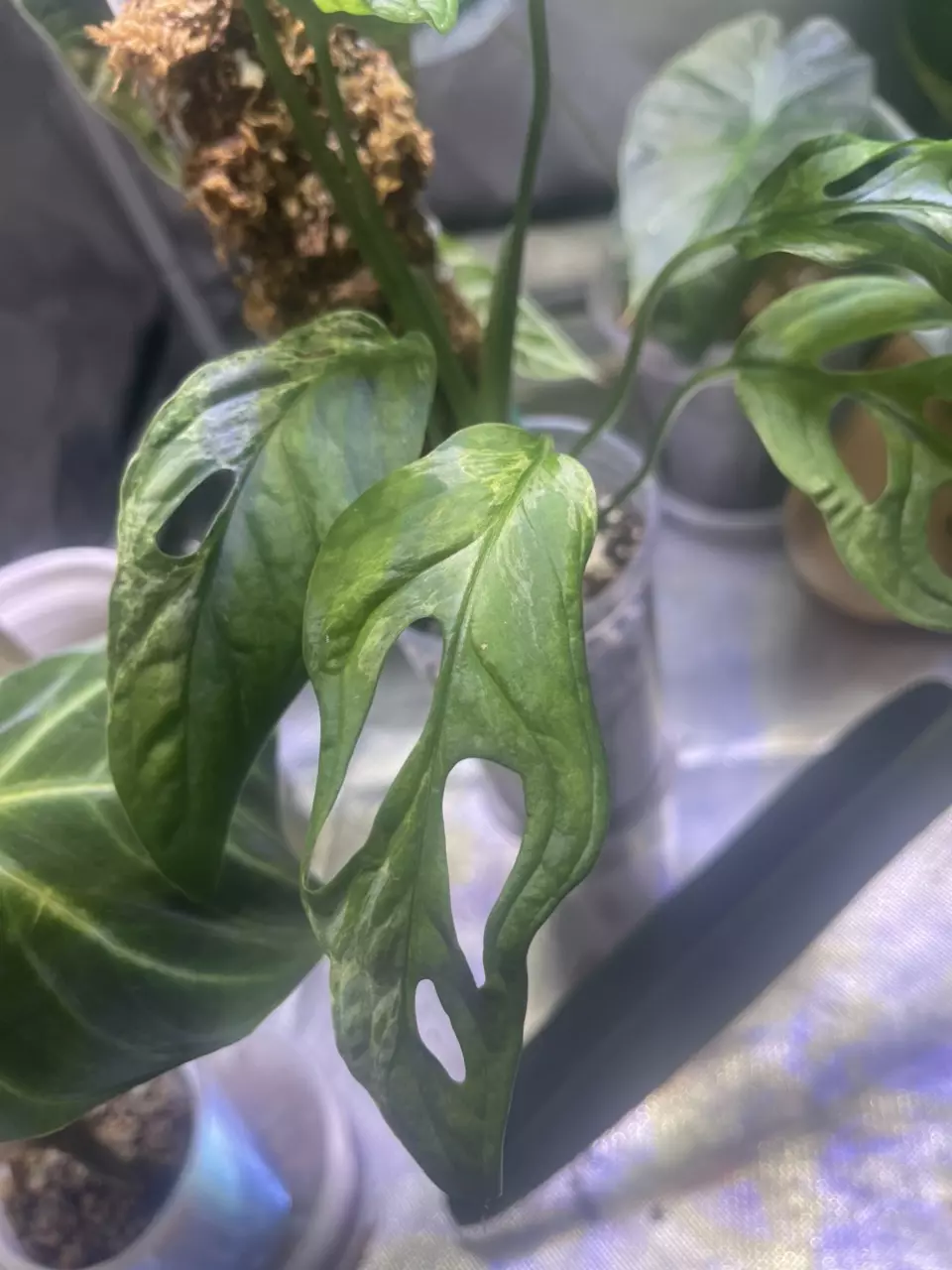 plant/Monstera Adansonii Mint-3