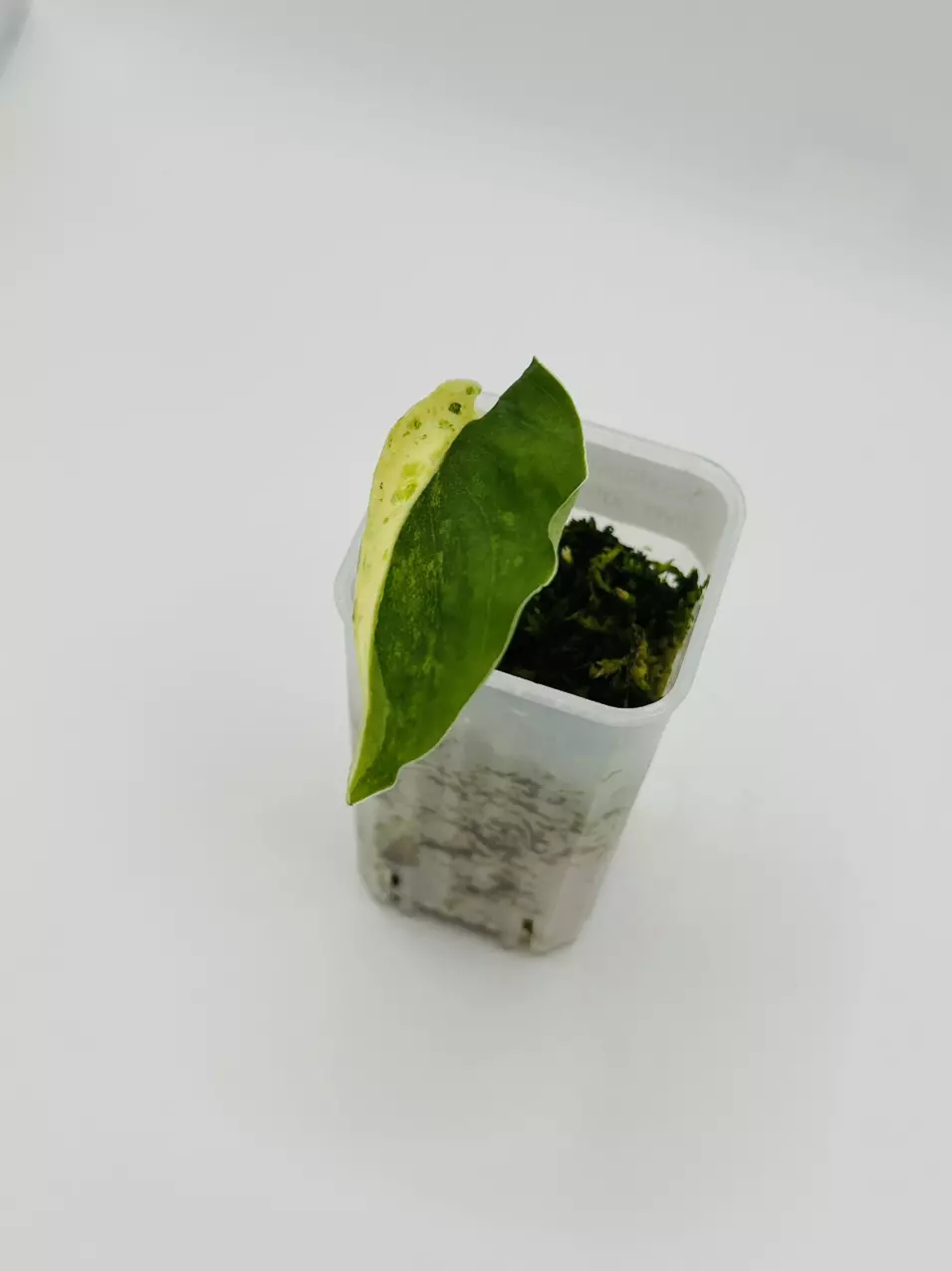 plant/Scindapsus pictus ‘Silver Satin Tricolor’-0