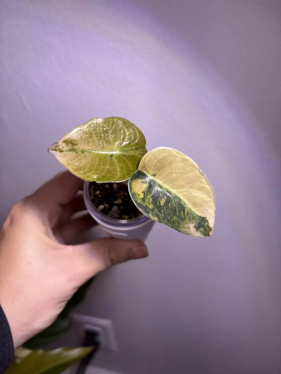 plant/✨Alocasia Sedenii Aurea/Latte✨-0