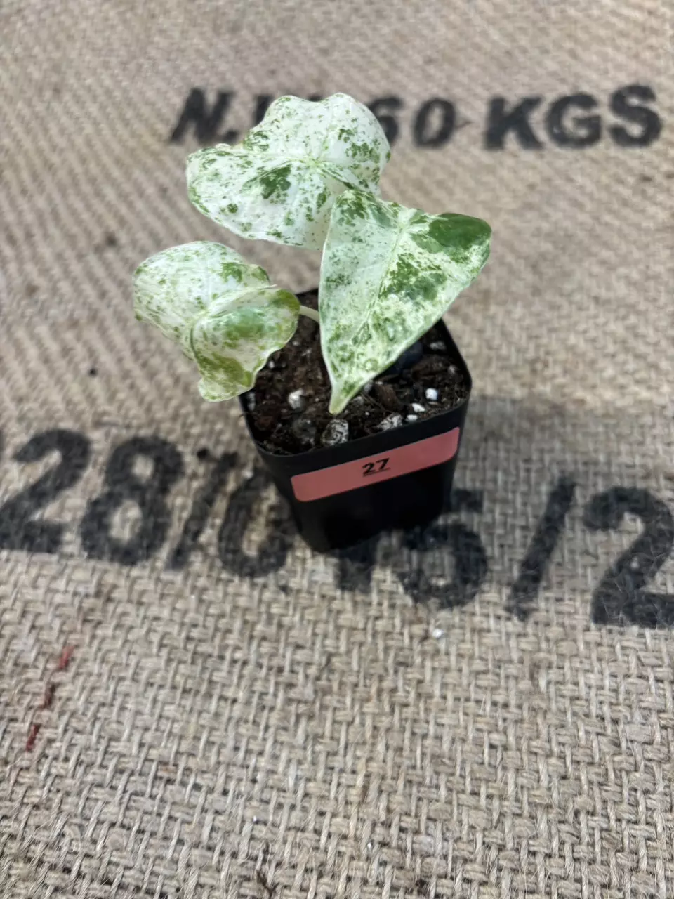 plant/Alocasia Odora Batik-0