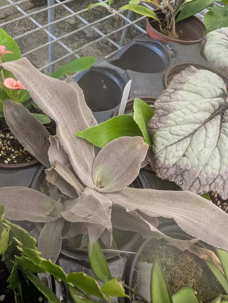 plant/Silver Earthstar Bromeliad 4”-0