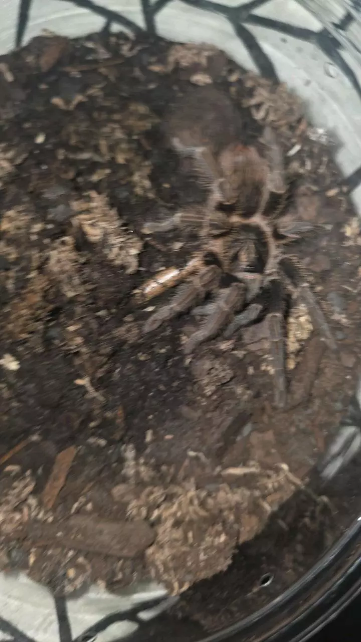 plant/Hispaniolan Giant (Phormictopus cancerides) 3"+-0