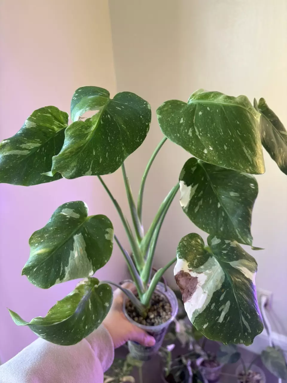 plant/Monstera Miracle-0