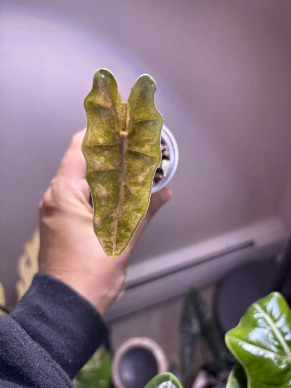 plant/✨Alocasia Sanderiana Aurea✨-1