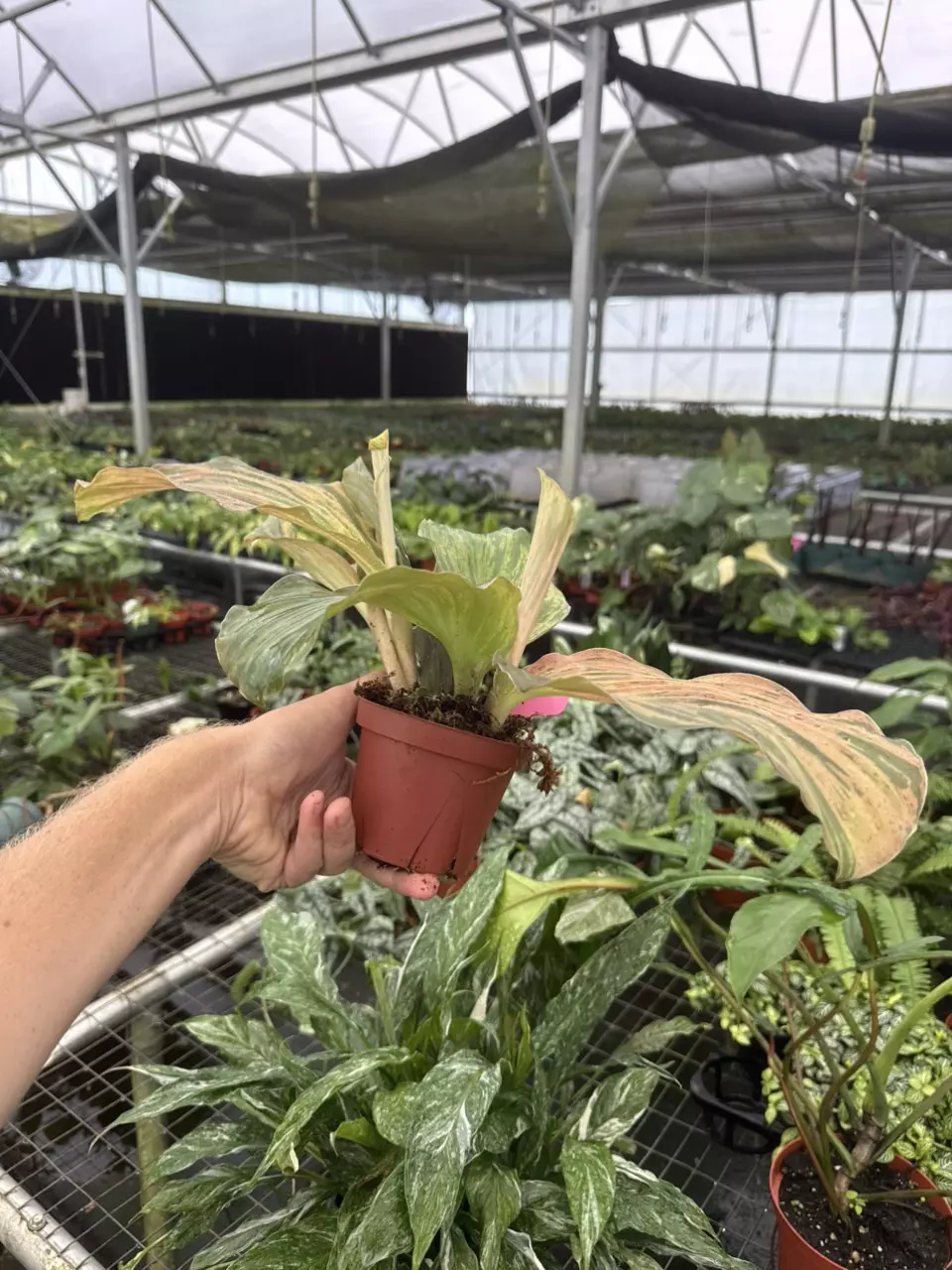 plant/Kaempferia jungle rose 4” pot growers choice-6