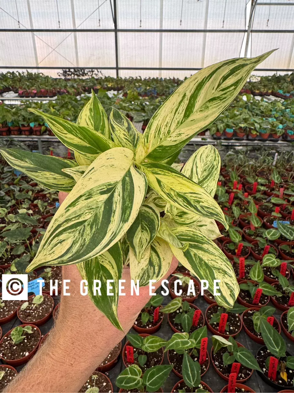 plant/Stachyphrenum repens variegated 4” pot growers choice-0