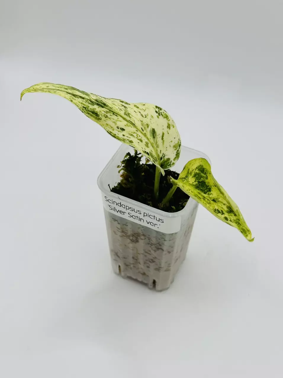 plant/Scindapsus pictus ‘Silver Satin variegated’-0