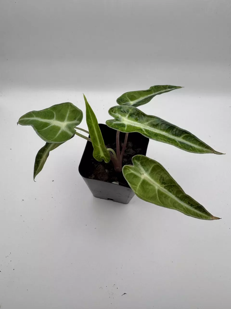 plant/Alocasia Bambino Aurea varigated  0485-4