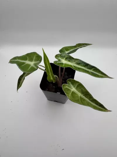 plant/Alocasia Bambino Aurea varigated  0485-4-thumbnail