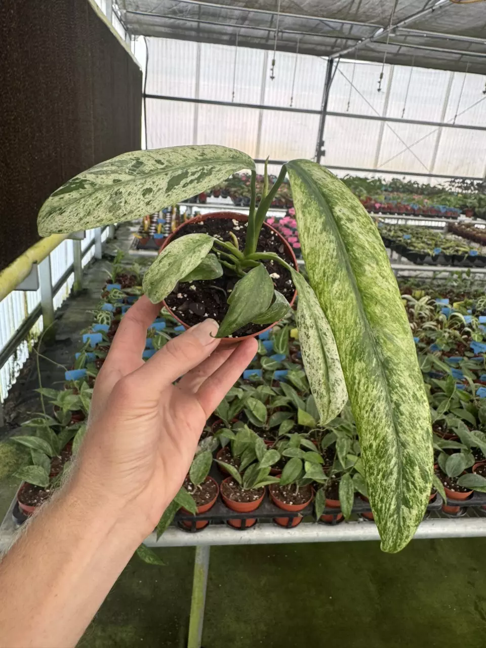 plant/Epipremnum Giganteum tricolor 4” pot growers choice-0