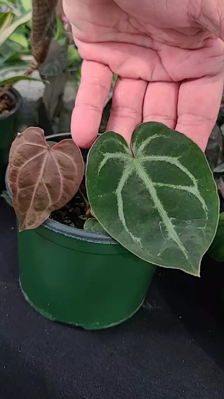 plant/Ace of Velvet (AOS self) x Ace of Purple F1-8