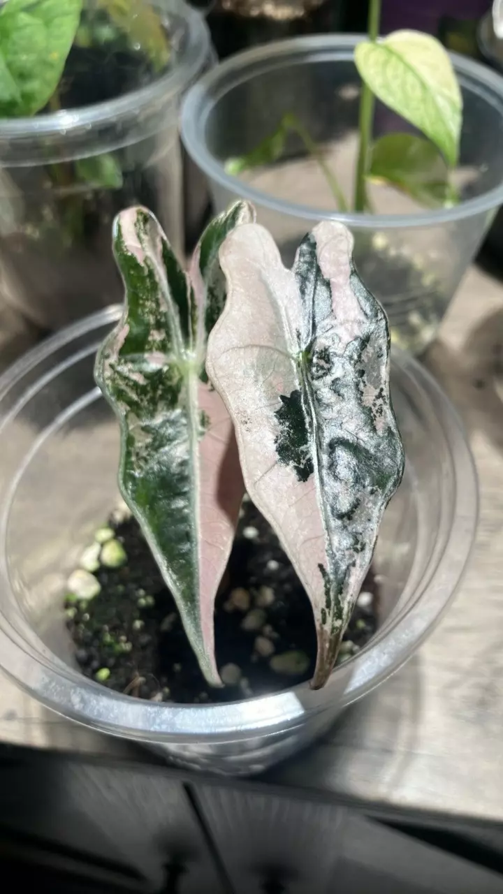 plant/Alocasia Nobilis Variegated-0