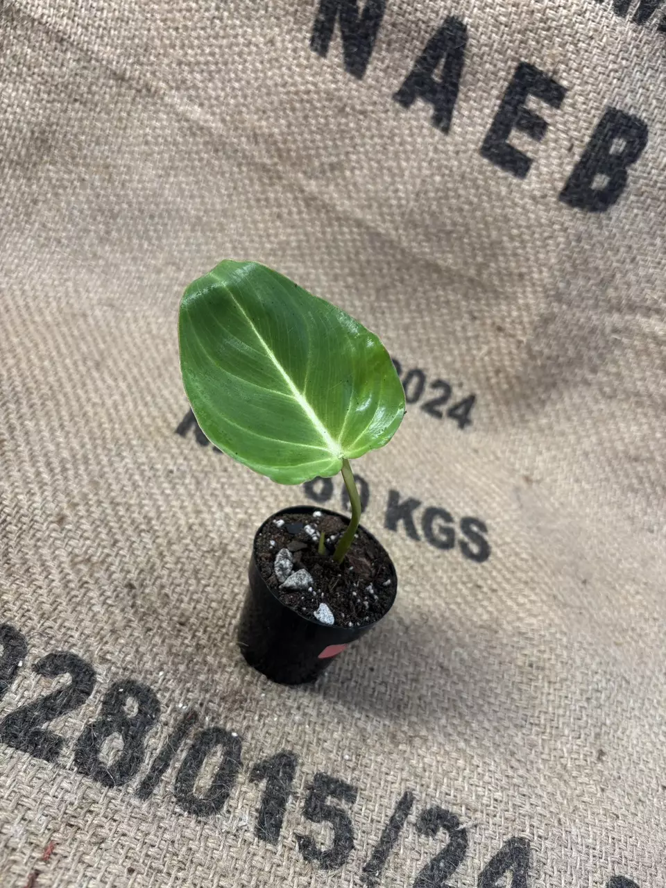 plant/Philodendron Gloriosum-2