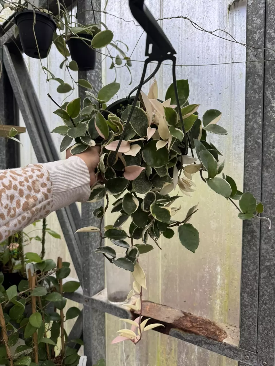 plant/402 Hoya Krimson Queen XL 8”-0