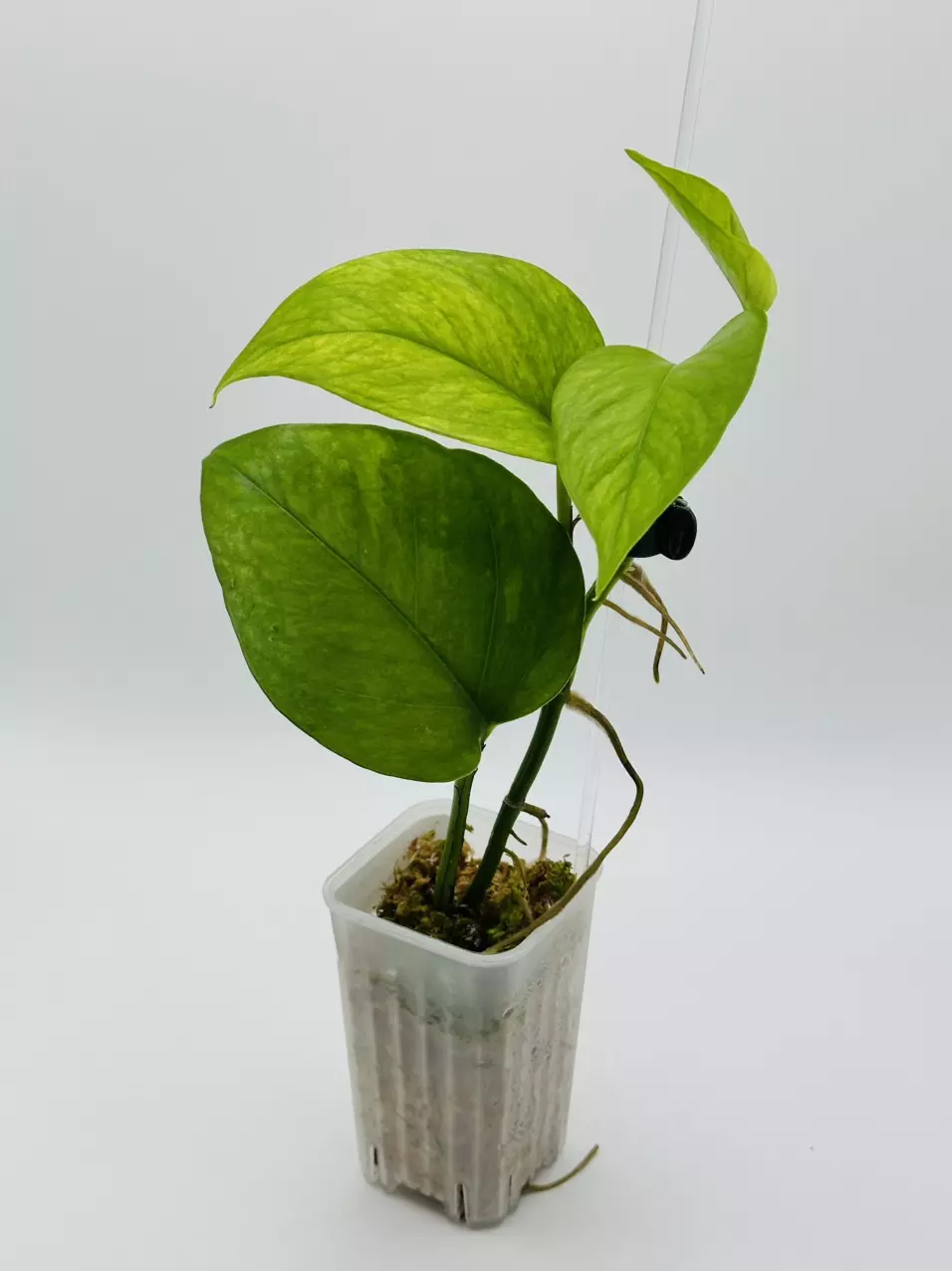 plant/Epipremnum aureum ‘Jessenia’-0