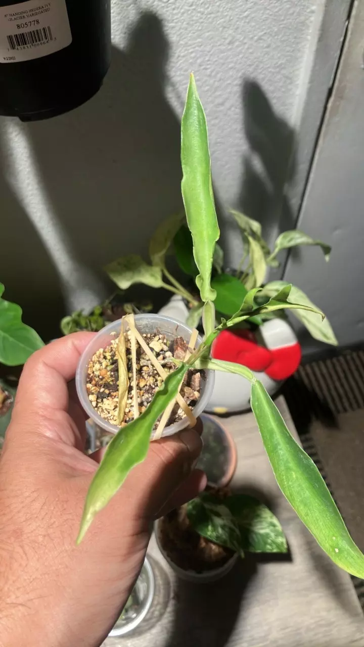 plant/Philodendron tortum-0