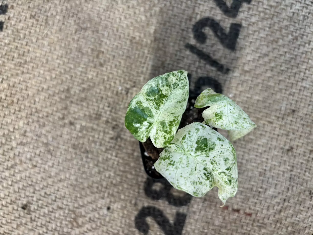 plant/Alocasia Odora Batik-1