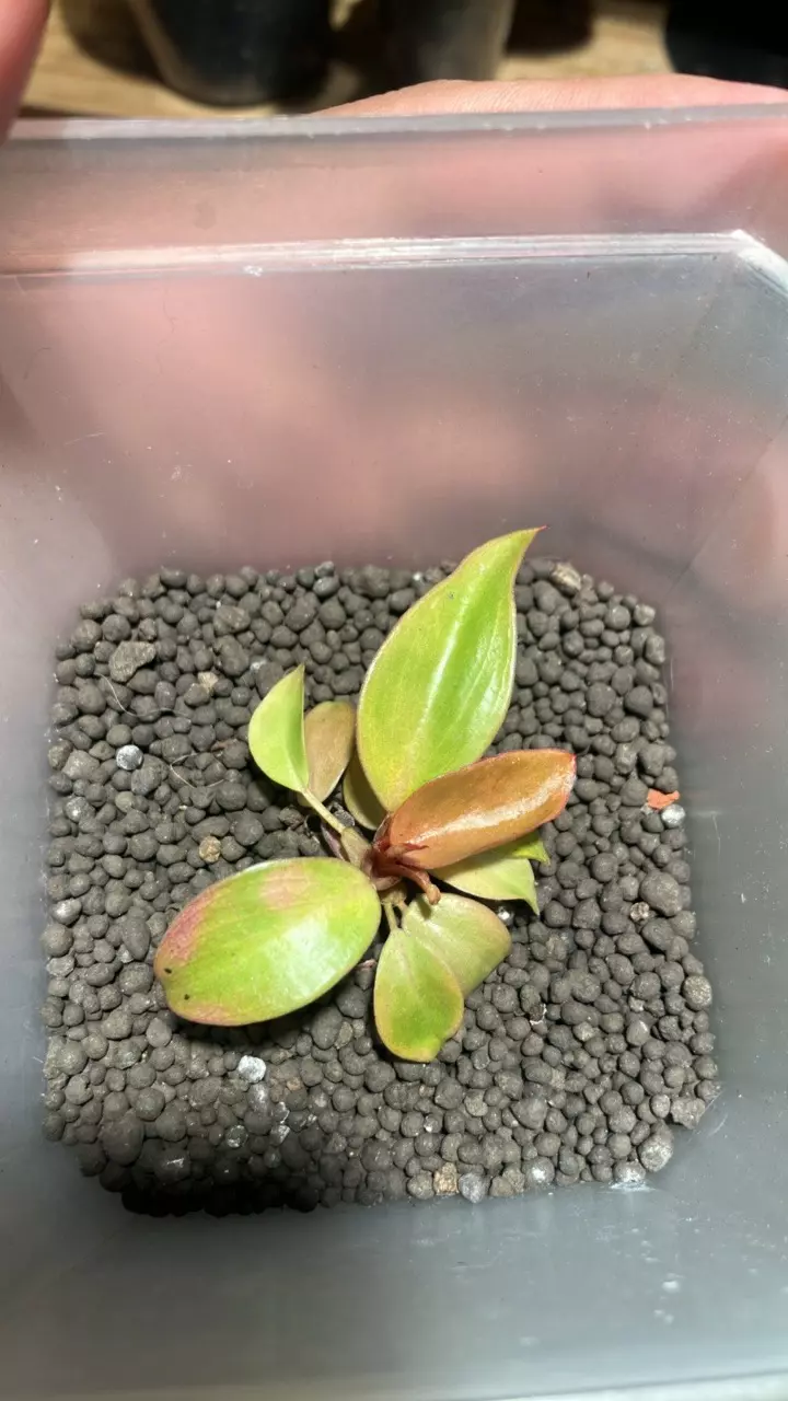 plant/Philodendron pup plant-0