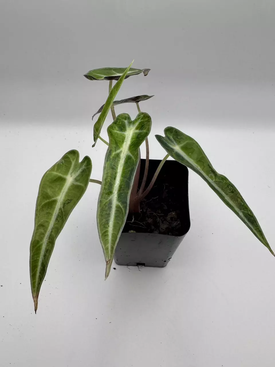 plant/Alocasia Bambino Aurea varigated  0485-0