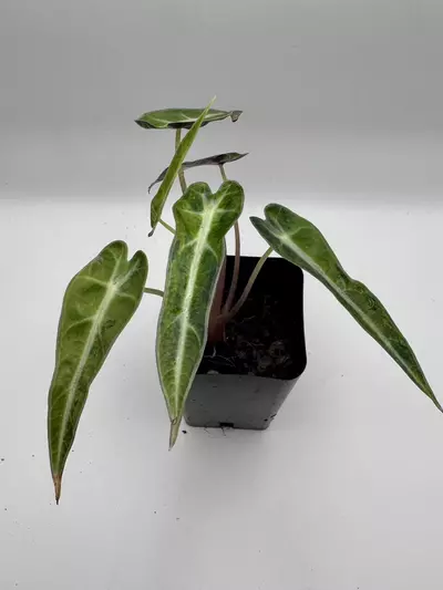 plant/Alocasia Bambino Aurea varigated  0485-0-thumbnail