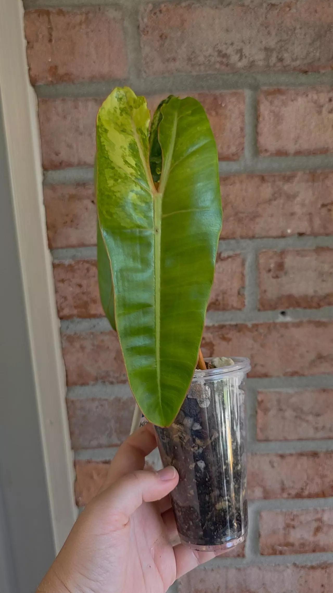 plant/Philodendron Billietiae Variegated-4