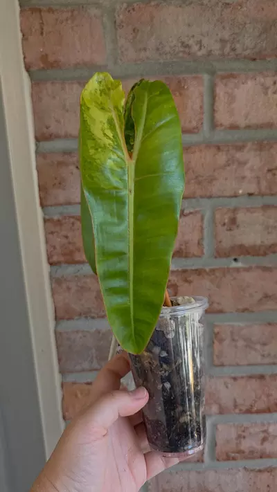 plant/Philodendron Billietiae Variegated-4-thumbnail