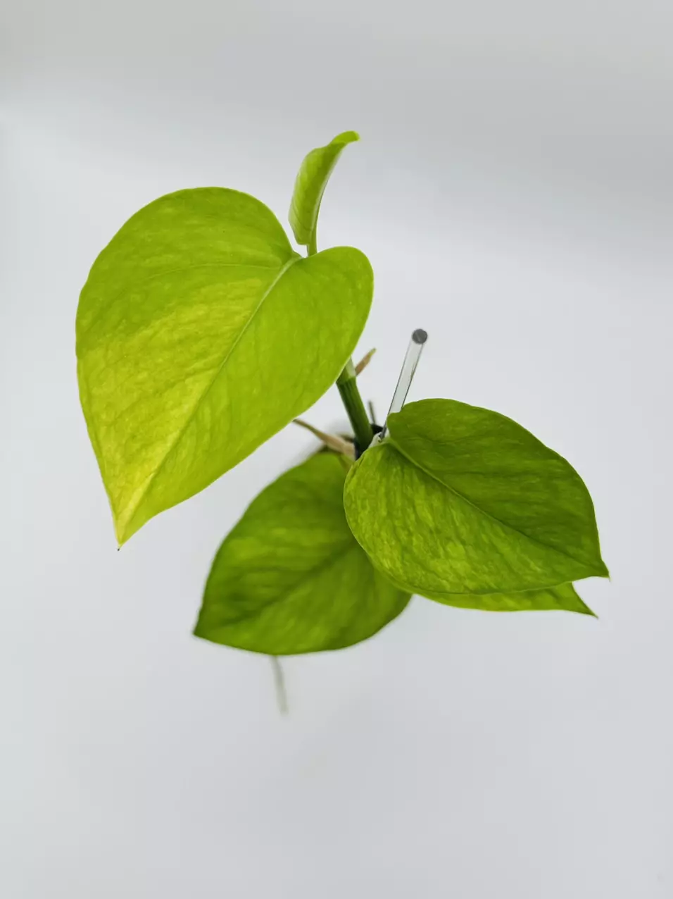 plant/Epipremnum aureum ‘Jessenia’-1