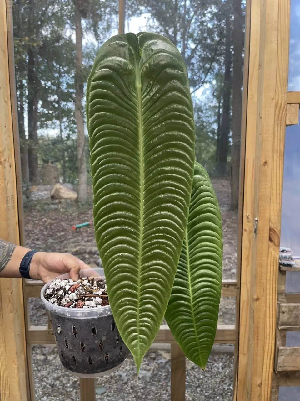 plant/XXL Anthurium Veitchii Super Narrow Form-0