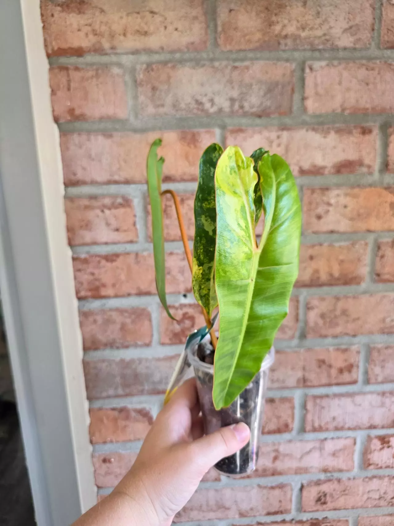 plant/Philodendron Billietiae Variegated-1