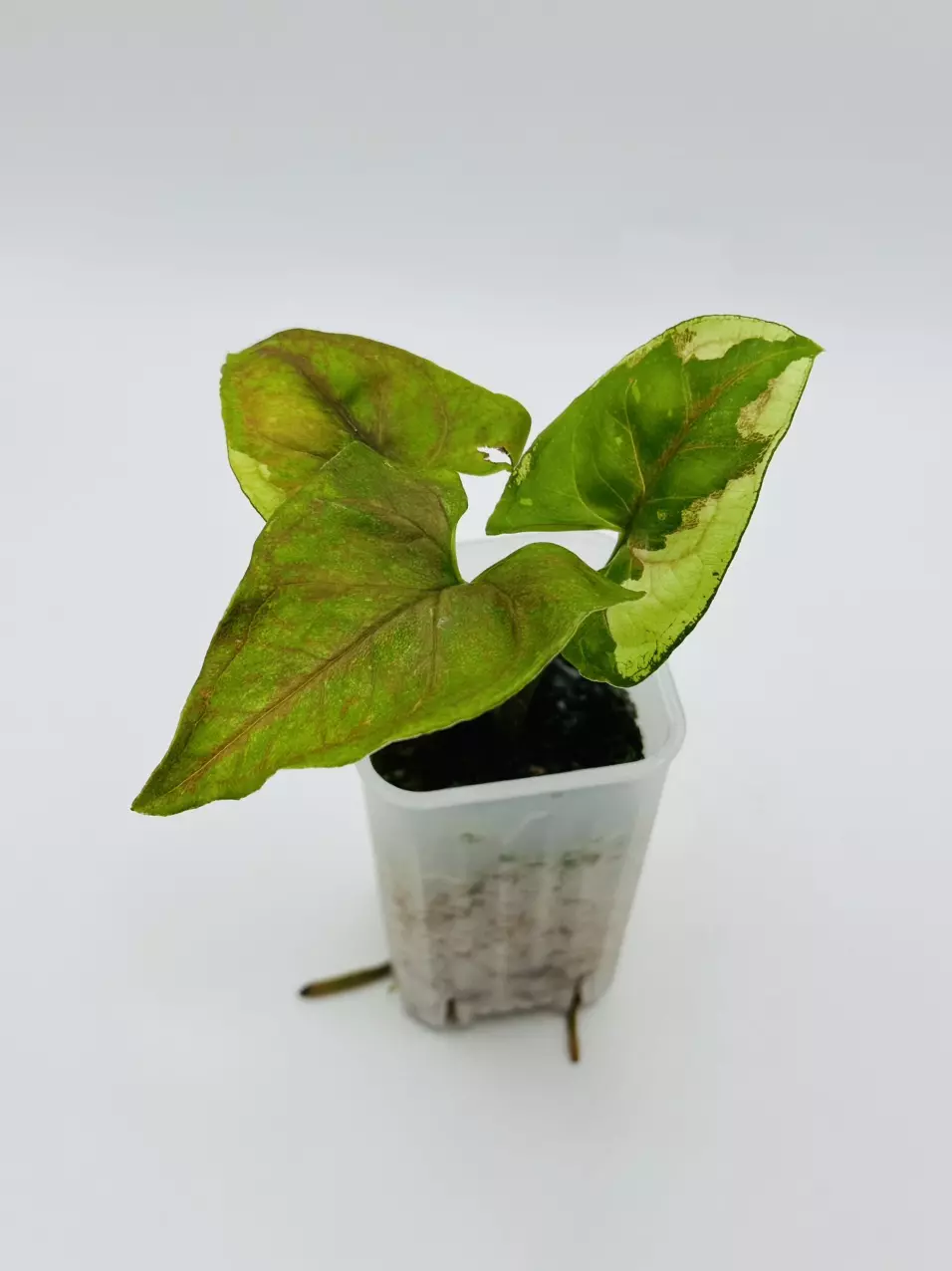 plant/Syngonium podophyllum ‘Brown Lava’-0